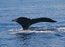 Guide To | Maui and Lanai