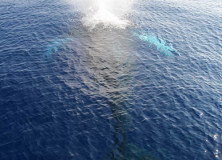 Awesome Adventure |  Whale Watching in Maui