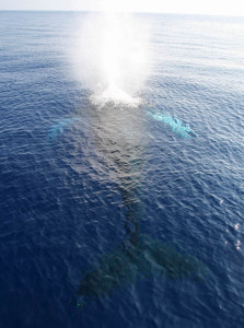 Awesome Adventure |  Whale Watching in Maui