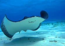 Awesome Adventure | Swimming with Stingrays on Grand Cayman
