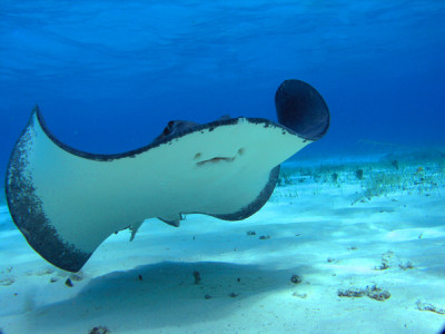 stingray in Grand Cayman