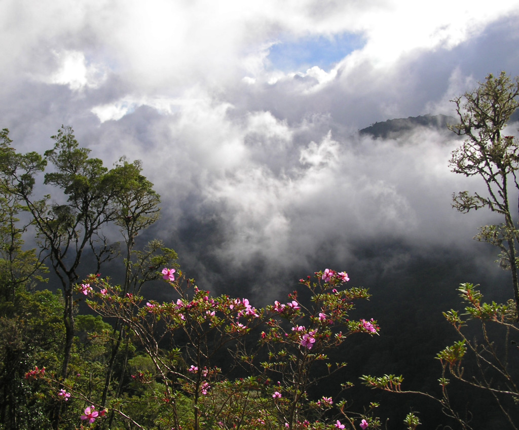 In Search of the Resplendent Quetzal | Savegre, Costa Rica