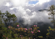 In Search of the Resplendent Quetzal | Savegre, Costa Rica