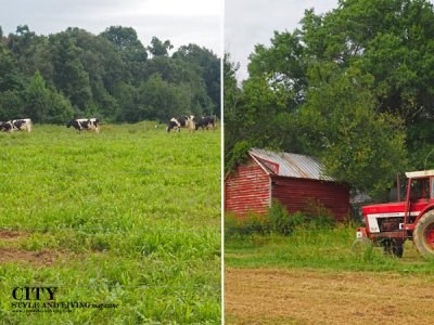 Happy Cow Creamery Barn and Cows