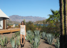 Bohemian Dreams