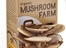 Back to the Roots Mushroom Farm