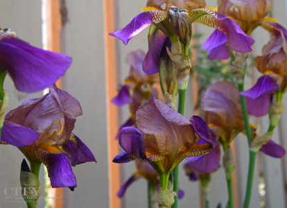 Spring Purple Irises
