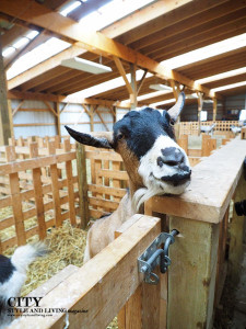 Zingermans Cornman Farm Goat