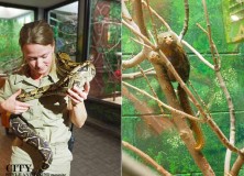 Awesome Adventure | A Day trip to the Lincoln Zoo