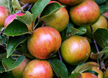 Cider Rules the Canadian Market
