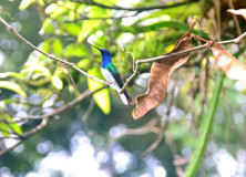 Birdwatch in a Tropical Rainforest at Asa Wright Nature Centre Trinidad