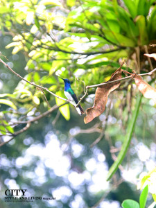 Birdwatch in a Tropical Rainforest at Asa Wright Nature Centre Trinidad