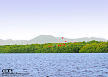 Awesome Adventure | See the Scarlet Ibis Roost in Caroni Swamp Trinidad