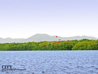 Awesome Adventure | See the Scarlet Ibis Roost in Caroni Swamp Trinidad