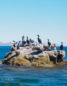 Birds and Blue Footed Booby at Sea in Loreto Mexico