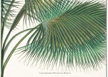 Palm Wonderful A New Book Explores This Intriguing Tree