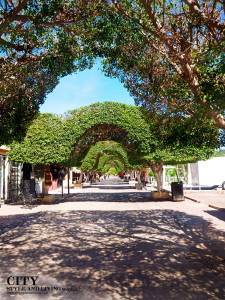 Tree Archways Loreto Mexico