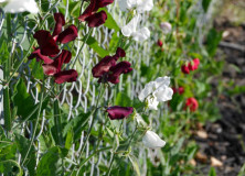 5 Ways To A Better Garden