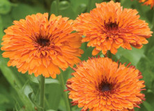Calendula For Skincare