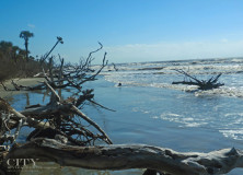 Explore the Otherworldly Landscape of Bulls Island