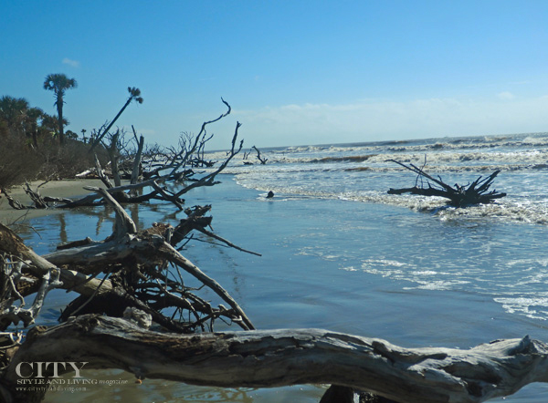 Explore the Otherworldly Landscape of Bulls Island