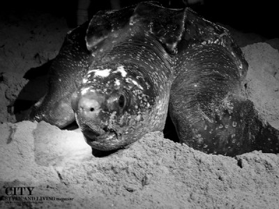 See Leatherback Turtles Nesting in Trinidad | Awesome Adventure