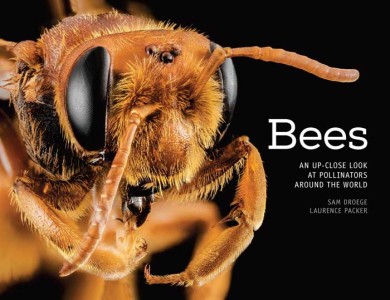 Bees An Up Close Look at Pollinators Around the World