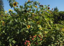 Pay Dirt How Gardening Can Ease Stress
