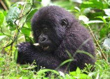 Trek into the lush forests of Rwanda to see mountain gorillas with Gondwana EcoTours.