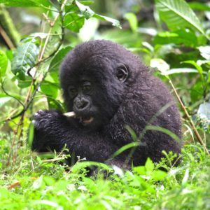 Trek into the lush forests of Rwanda to see mountain gorillas with Gondwana EcoTours.