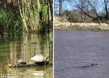 Go Back in Time and Go Back to Nature with Cajun Encounters | Awesome Adventure