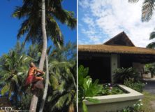 City Style and Living Magazine crown beach resort and spa coconut tree climbing and entrance