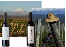Grape of the Moment Cabernet Franc