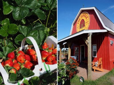 City Style and Living Magazine Travel Foodies Guide Red Deer Alberta red barn and strawberries