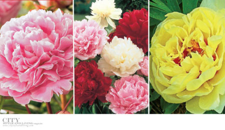 City Style and Living Magazine Healthy Living Plants to grow this season peonies