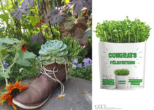 Easy to Grow Plants For Your Garden Wishlist