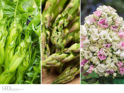 City Style and Living Magazine Healthy Living Plants to grow this season puntarelle and asparagus