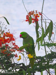 City Style and Living Magazine Winter 2019 Barbados Yellow Bird hotel Kailash Maharaj green bird in tree