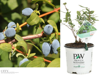 Yezberry Haskap: Plan for spring with a fruit shrub