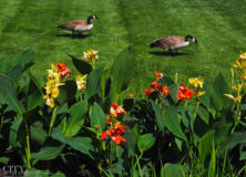 Garden Troubleshooting
