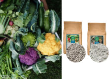 Gardening in Fall and Winter