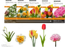 Indoor and Outdoor Gardening for Fall