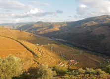 CSL’s Favourite Vineyards From Around the Globe