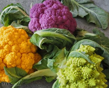 City Style and Living Fall 2022 Garden Harvest Cauliflower