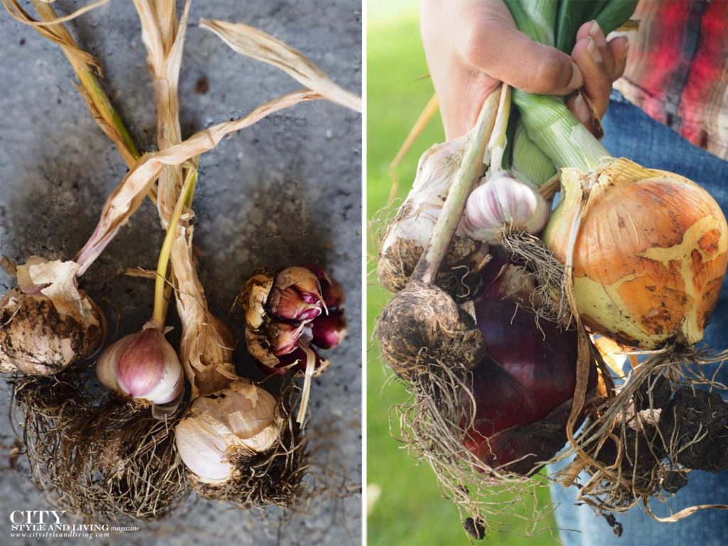 City Style and Living Fall 2022 Garden Harvest Garlic and Onions
