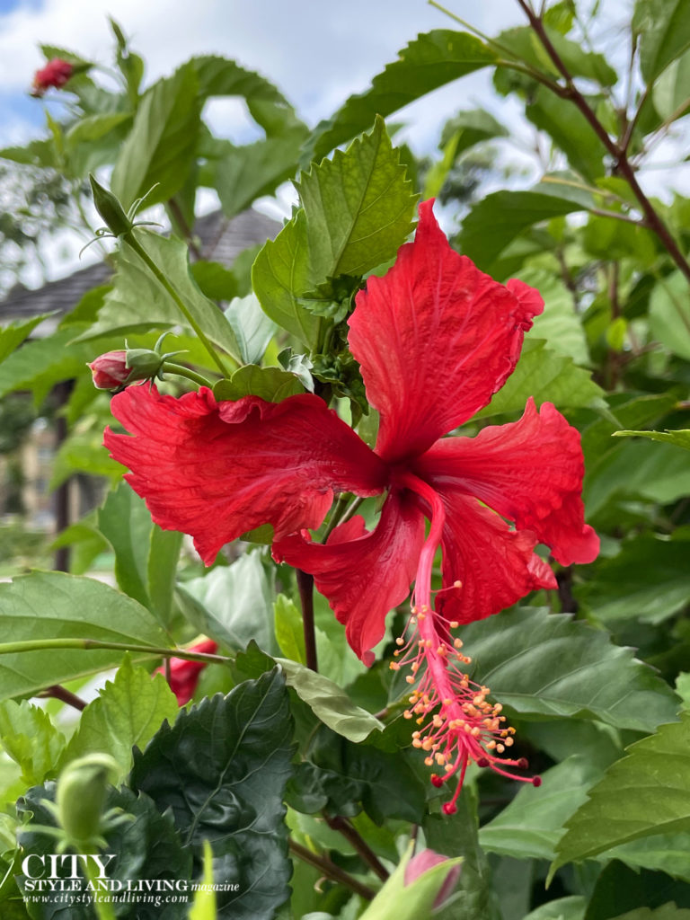 A beautiful scarlet red hibiscus on the grounds at Divi Southwinds Beach Resort Barbados