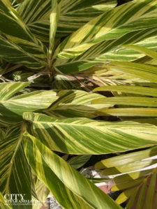 Tropical leaves at Divi Southwinds Beach Resort Barbados