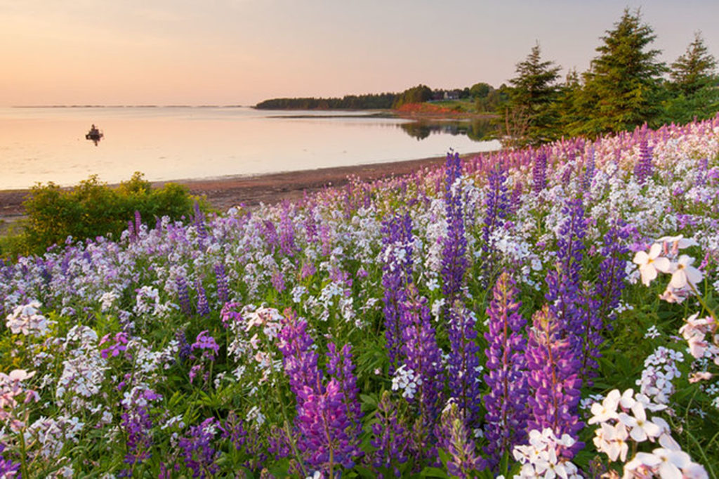 City Style and Living Spring 2023 Canada wellness Destination Prince Edward Island summer sunset and lupine flowers