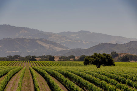 A view of the vineyards in Santa Ynez Valley California