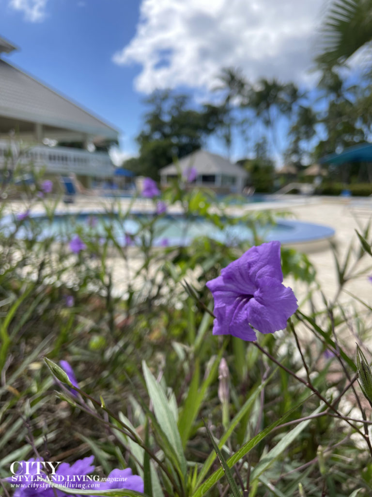 Flora abounds even by the one of the three pools on site at Divi Southwinds Beach Resort Barbados